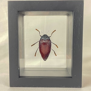 Sternocera chrysis / Thailand Entomology / Buprestidae / Insect Art Unique Handmade Gift