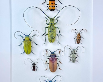 Longicornio de diamante / Composición / Cerambycidae / Coleoptera