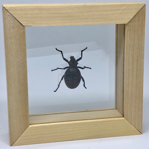 Red-Spotted Lily Weevil / Brachycerus ornatus / South Africa Entomology / Insect Art Unique Handmade Gift