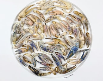 Lago Michigan - Primavera 2024 / Composición / Orconectes propinquus / Cambaridae