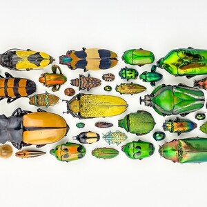 PRINT -- Gradiënt Spectrum -- Kevers / Vlinder / Coleoptera / Lepidoptera / Diverse Insecten