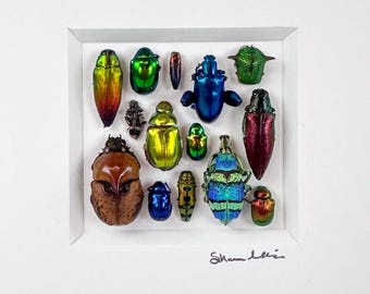 Mosaico de pequeños escarabajos 9 / Composición de insectos / Coleópteros / Lepidópteros / Entomología