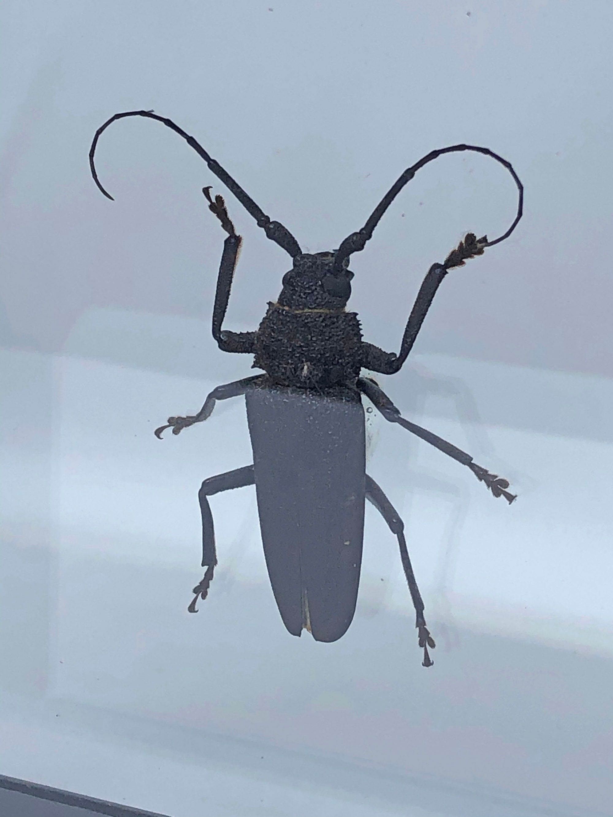 Cerambycidae Longhorned Beetles