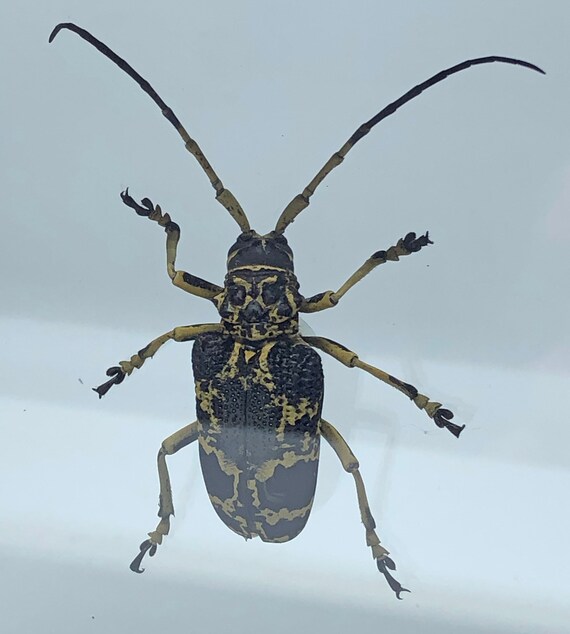 Cerambycidae Longhorned Beetles