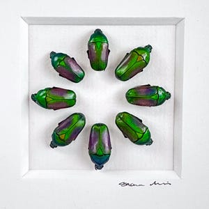Heliotrope / Composition / Jewel Beetles / Coleoptera