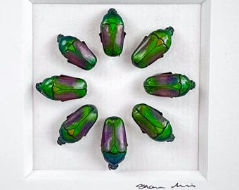 Heliotropo / Composición / Escarabajos joya / Coleópteros