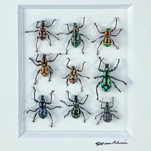 Small March of Weevils I / Mosaic / Beetle Composition / Curculionoidae / Entomology / Insect Art Unique Handmade Gift