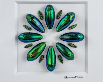 Órbita en desarrollo / Composición / Escarabajos joya / Coleópteros