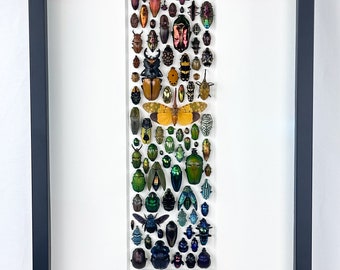 Pequeño prisma diverso / Composición de insectos / Lepidópteros / Coleópteros / Odanatos / Himenópteros