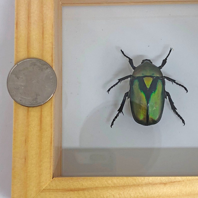 African Jewel Beetle / Chlorocala africana camerunica / Africa - Etsy ...