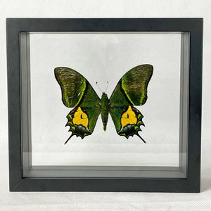 RARE Swallowtail Butterfly/ Kaiser-i-Hind Butterfly / Teinopalpus aureus / China - Entomology / Insect Art Unique Handmade Gift US ONLY