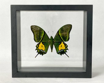 RARE Swallowtail Butterfly/ Kaiser-i-Hind Butterfly / Teinopalpus aureus / China - Entomology / Insect Art Unique Handmade Gift US ONLY