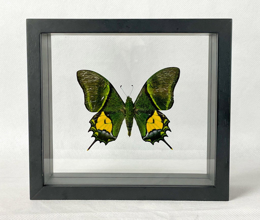 版画 SWALLOWTAIL BUTTERFLY Black Swallowtail Butterfly - Signed Fine Art Print - inkart