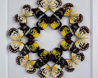 Flor luminosa III / Composición / Lepidópteros / Taxidermia / Entomología