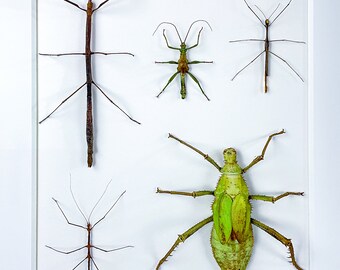 Plantígrados / Composición / Phasmidae / Entomología / Taxidermia
