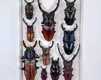 Unguis Caucus III / Composición de Insectos / Lucanidae / Coleoptera / Entomología / Taxidermia