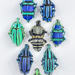 Diamond Weevils Beetle Mosaic / Composition / Curculionoidea