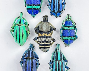 Mosaico / Composición / Curculionoidea de escarabajos gorgojos de diamante