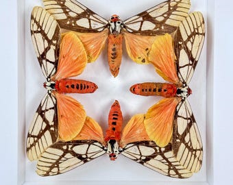 Leopardo cuadrático / Lepidópteros / Areas galactina orientalis / Polilla tigre / Nepal / Entomología / Taxidermia