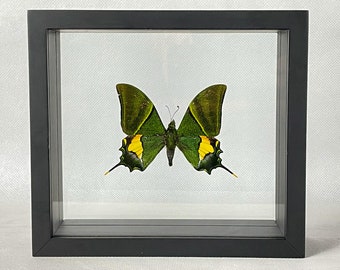 RARE Swallowtail Butterfly / Kaiser-i-Hind Butterfly / Teinopalpus imperialis / Asia Entomology / Insect Art Unique Handmade Gift US ONLY