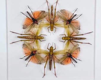 Plaza del Tango Flamenco / Acrididae / Entomología / Taxidermia