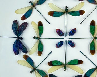 Diana de damiselas / Composición / Euphaea variegata / Chinches / Odonata