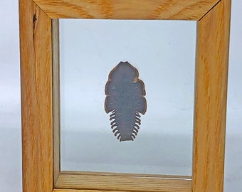 Net-Winged Beetle / Trilobite beetle / Platerodrilus / Malaysia / Entomology / Insect Art Unique Handmade Gift