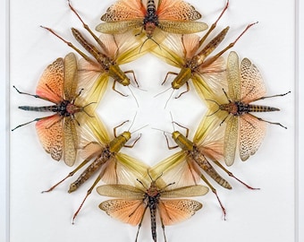 Flamenco Tango Diamante / Acrididae / Entomología / Taxidermia
