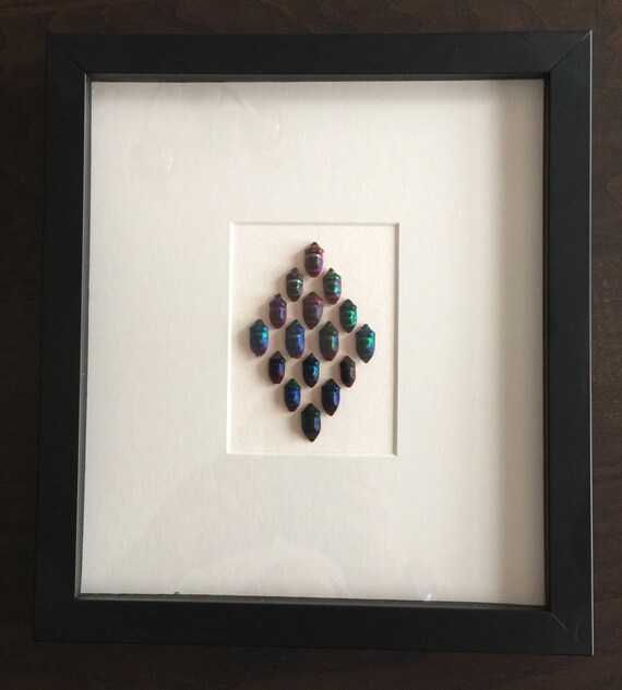 Framed True Bugs Handpinned handmade insect artwork Medium Etsy