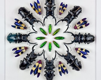 Mandala de Highborn / Odontolabis dalmani / Buprestidae / Coleoptera / Entomología / Taxidermia