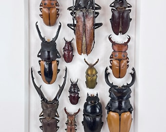 Unguis Caucus IV / Composición de insectos / Lucanidae / Coleoptera / Entomología / Taxidermia