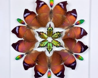 Pétalos de fronda II / Composición / Lepidópteros / Coleópteros / Escarabajos joya