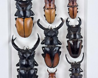 Unguis Caucus II / Composición de Insectos / Lucanidae / Coleoptera / Entomología / Taxidermia