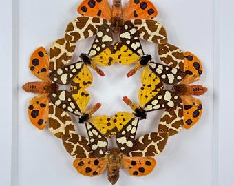 Civetas / Lepidópteros / Arctica Villica / Arctica Caja / Polilla Tigre / EE. UU. / Entomología / Taxidermia