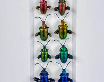 Banda de anfibios / Sagra longicollis / Coleópteros / 2x4 / Entomología / Taxidermia