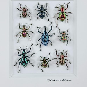 Small March of Weevils I / Mosaic / Beetle Composition / Curculionoidae / Entomology / Insect Art Unique Handmade Gift
