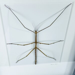GIANT Walking Stick / Goliath Stick Insect / Australia / Phasmatidae ...