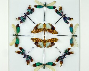 Damsels en Lantern / Composition / Euphaea variegata / Pyrops intricata / Odonata / Fulgorid