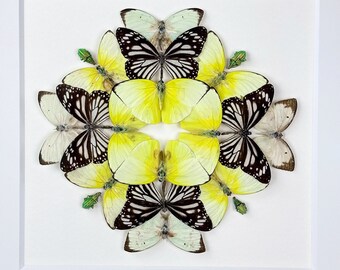 Ingreso justo / Composición / Lepidópteros / Coleópteros