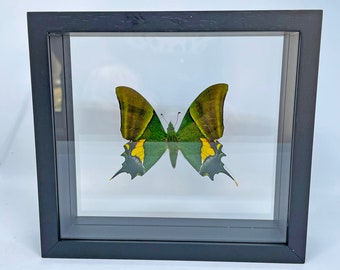 RARE Swallowtail Butterfly/ Kaiser-i-Hind Butterfly / Teinopalpus imperialis / Asia Entomology / Insect Art Unique Handmade Gift