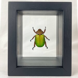 True Jewel Chrysina Beetle / Plusiotis victorina / Mexico Entomology / Insect Art Unique Handmade Gift