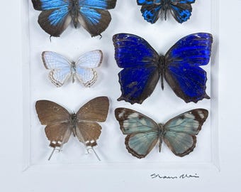 Conjunto policromado / Composición de mariposas / Lepidópteros / Taxidermia / Entomología