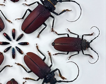 Hierro forjado / Composición / Coleópteros / Cerambycidae / Escarabajos joya / Elateridae / Entomología / Taxidermia