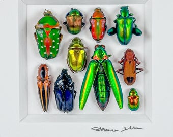 Mosaico de pequeños escarabajos 2 / Composición de insectos / Coleópteros / Lepidópteros / Entomología