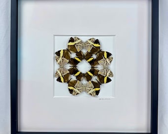 Equus Dirce / Composición / Lepidoptera / Colobura dirce