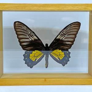 Golden Birdwing Butterfly / Troides rhadamantus / Indonesia Entomology / Insect Art Unique Handmade Gift