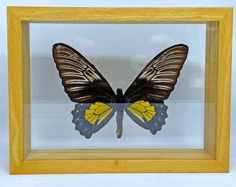 Golden Birdwing Butterfly / Troides rhadamantus / Indonesia Entomology / Insect Art Unique Handmade Gift