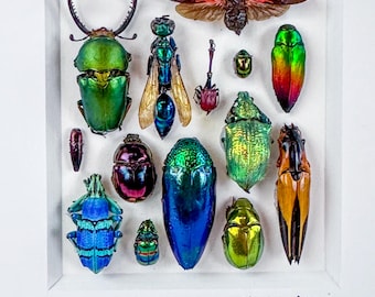 Small Beetle Mosaic 6 / Insect Composition / Coleoptera / Lepidoptera / Entomology