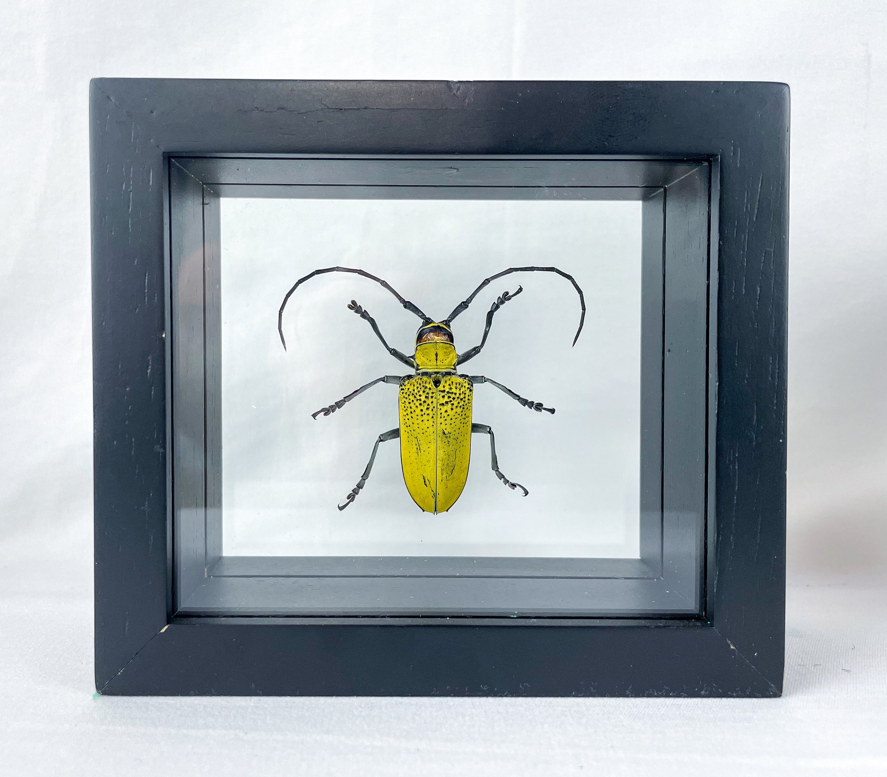 Bright Yellow Longhorn Beetle / Celosterna Pollinosa sulphura / Thailand Entomology / Insect Art Unique Handmade Gift