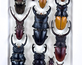 Unguis Caucus / Composición de insectos / Lucanidae / Coleoptera / Entomología / Taxidermia